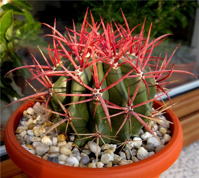 Ferocactus latispinus ?  