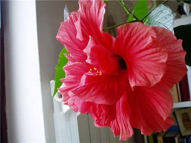 Crveni dupli hibiskus