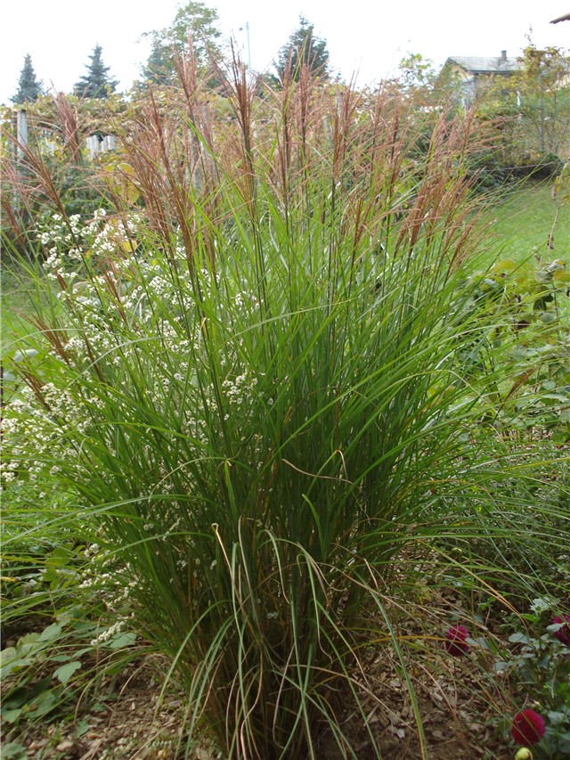 Miscanthus