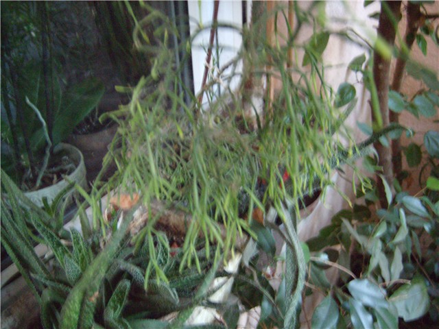 asparagus