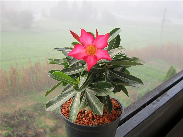 Adenium obesum