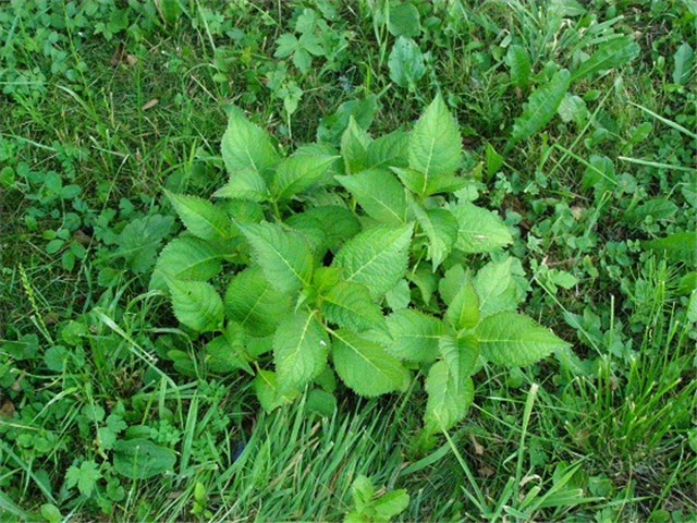 Hortenzija