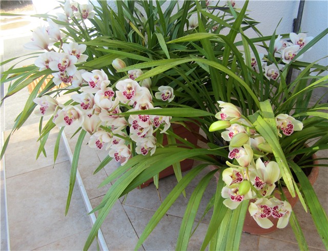 Moje orhideje