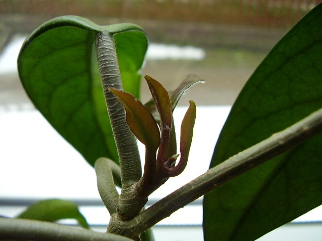 Hoya-voštani cvijet