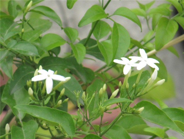 Jasmin