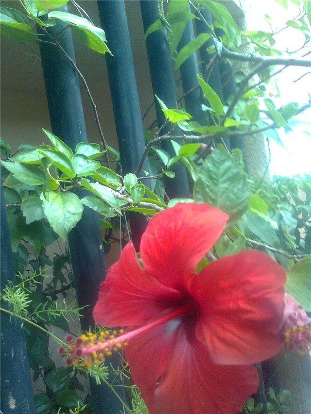 hibiskus