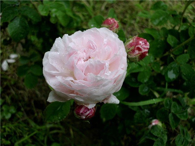    ruža damašćanka1