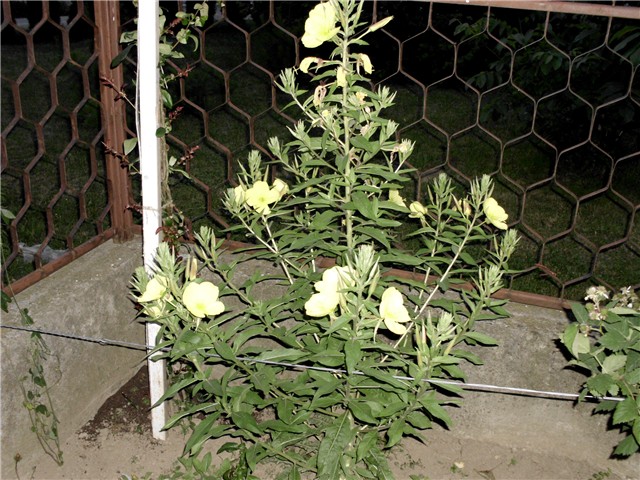 oenothera biensis2