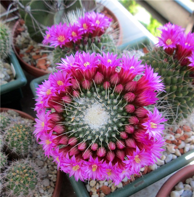 mammillaria spinosissima un pico