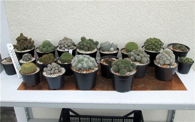 Rebutia 