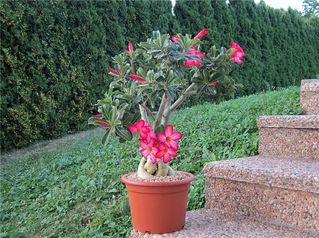 Adenium obesum - hibrid