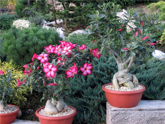 Adenium obesum