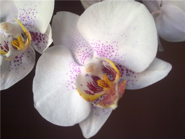 Phalaenopsis bijeli 2012