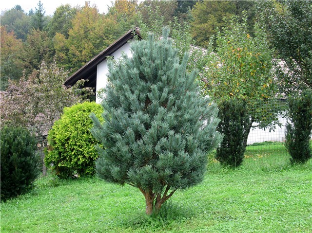 pinus sylvestris watereri