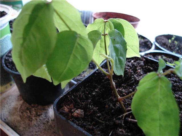glicinija