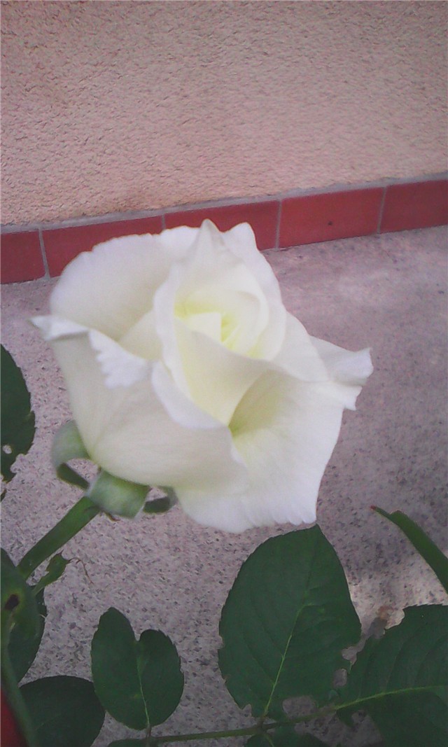 Moje ruže