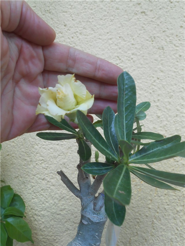 Adenium