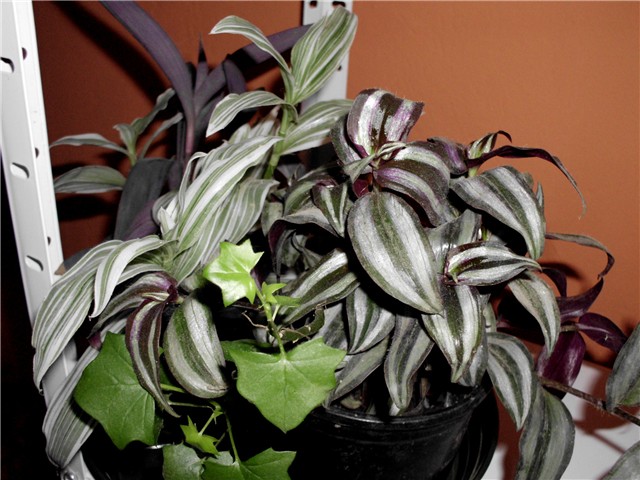 trandescantia mix2