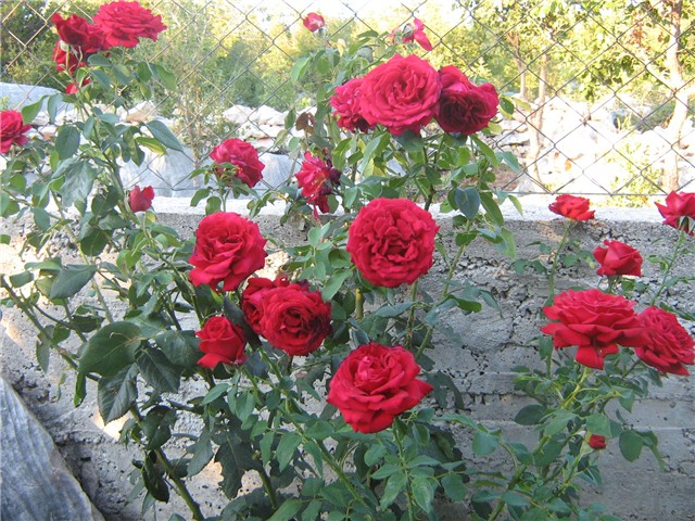 moje vrtne ruže