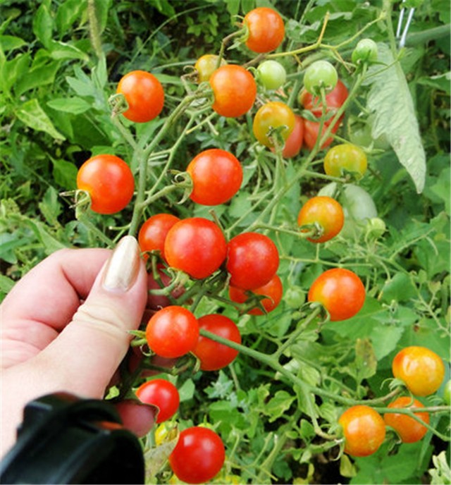 cherry rajcica