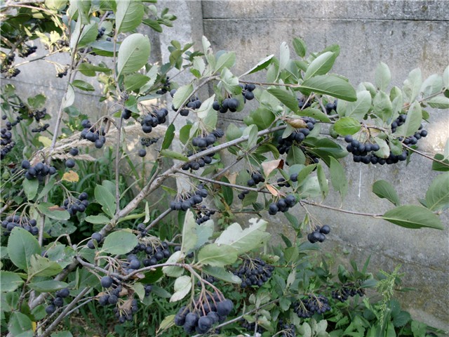aronija1