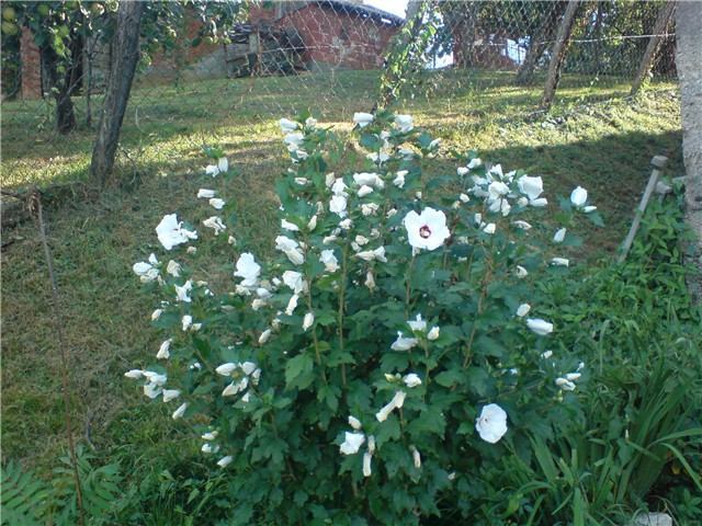 hibiskus