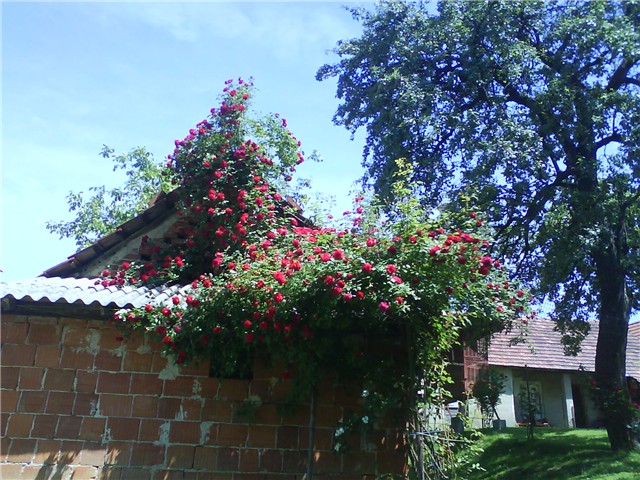 penjacica