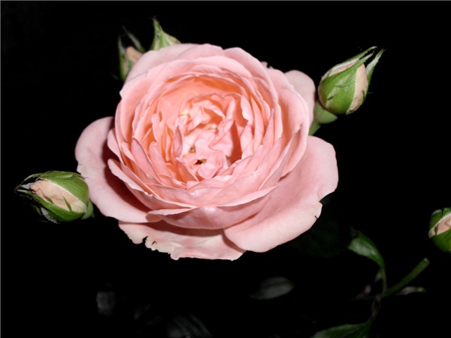 roza mnogocvjetna ruža1