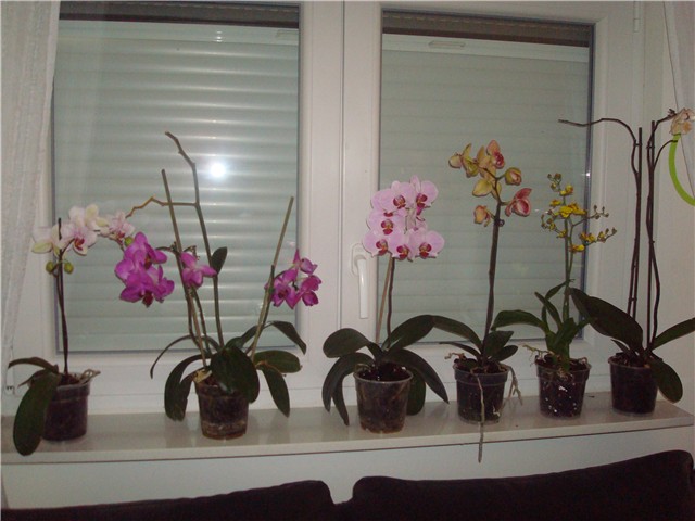 Phalaeonopsis