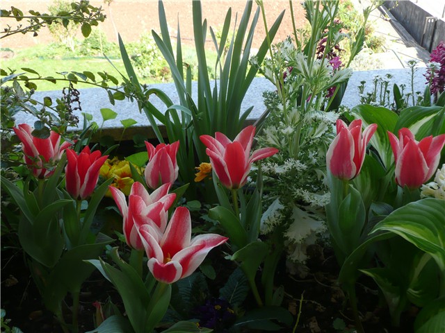 tulipani pinoccio