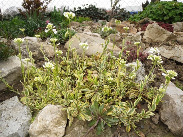 gušarka arabis