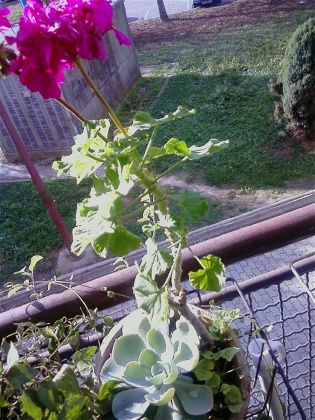 roza pelargonija