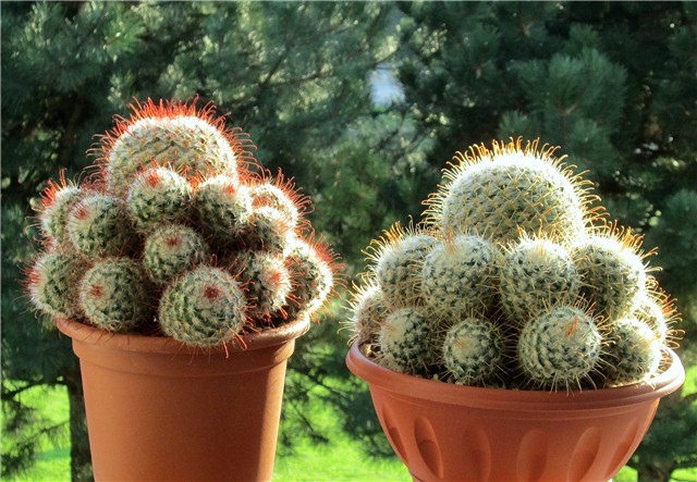 Mammillaria bombycina