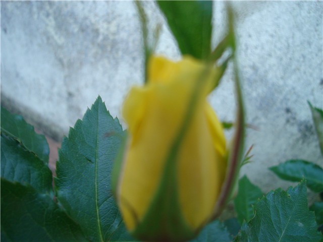 prva ruza
