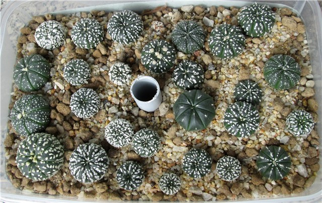 astrophytum asterias hibridi