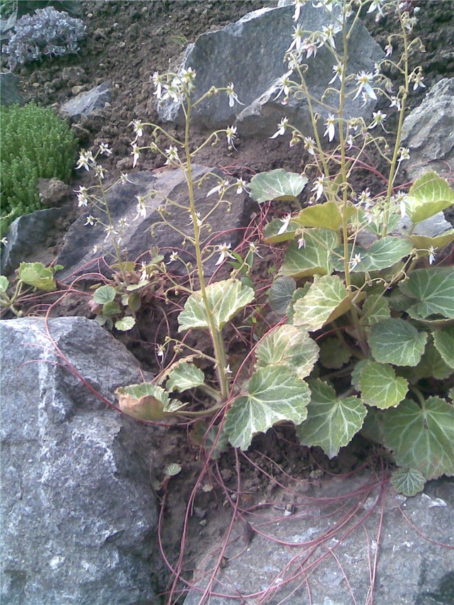 Heuchera