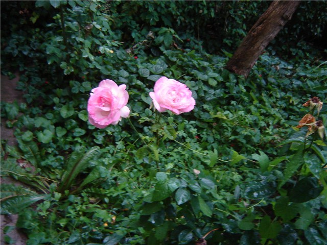 dvije ruže