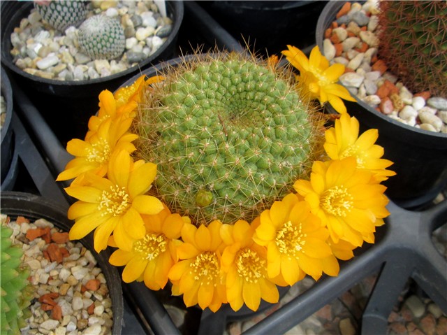 Rebutia marsoneri