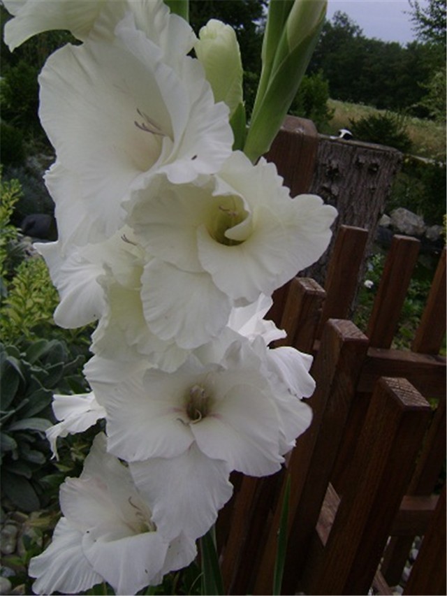 gladiole