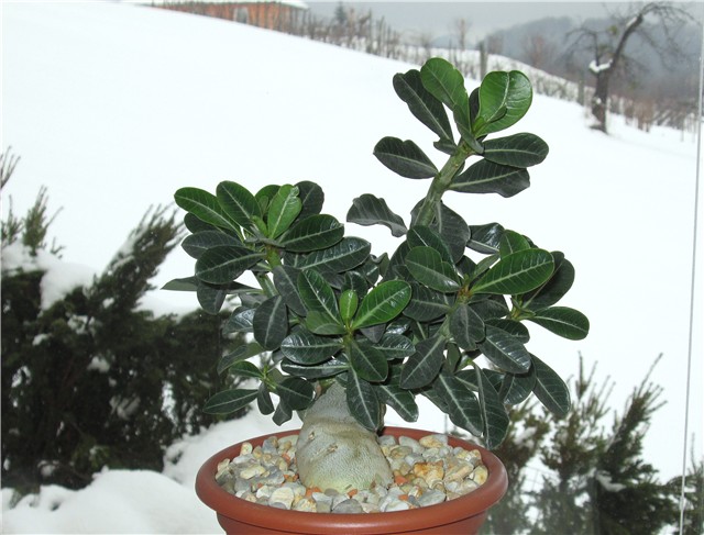 Adenium obesum