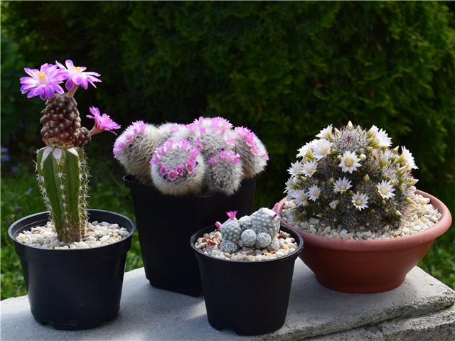 mammillarias
