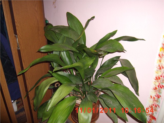 aspidistra