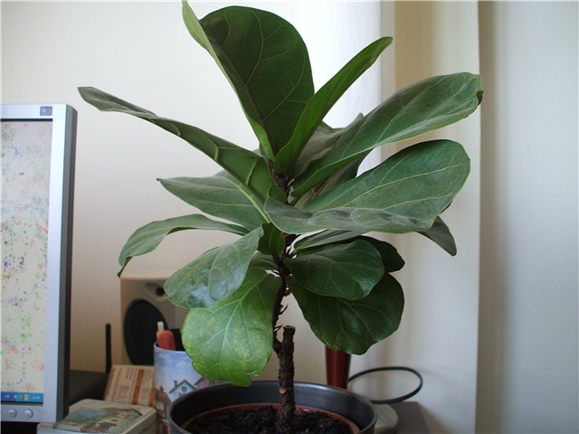 lyrata manja
