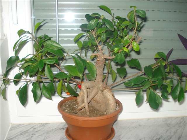 ficus microcarpa 