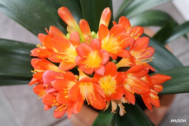 clivia