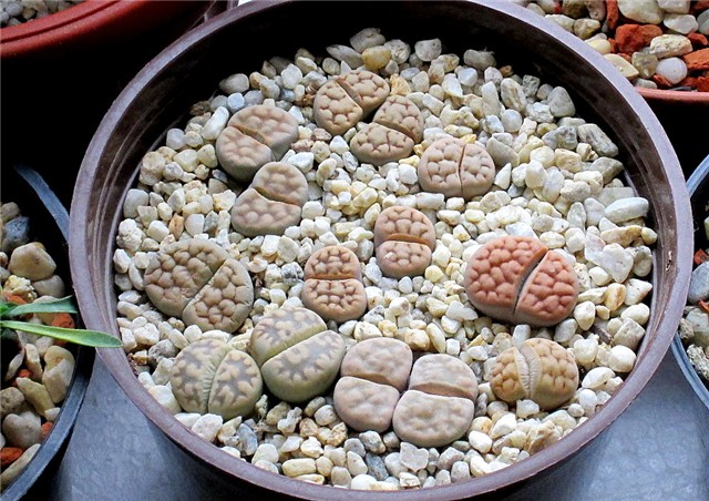 lithops