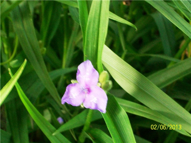 vrtna tradeskancija - tradescantia virginiana