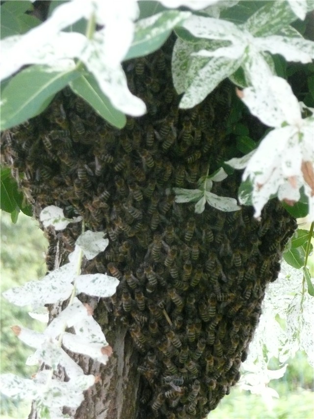 pčele