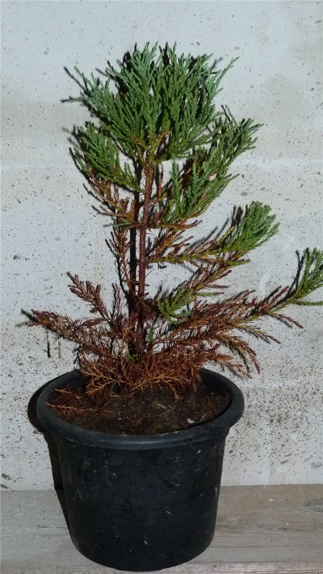 sequoiadendron giganteum