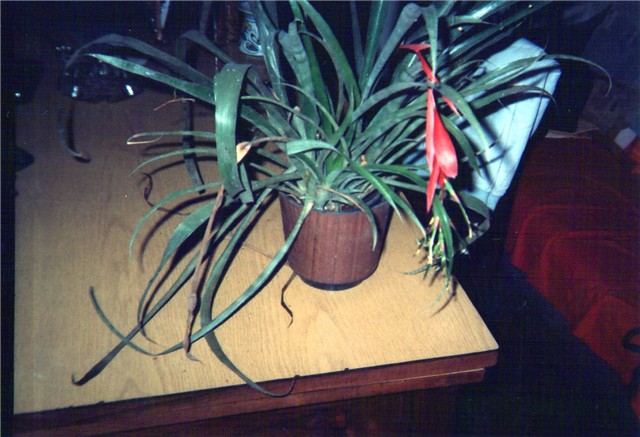 bromelia